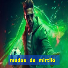 mudas de mirtilo em porto alegre